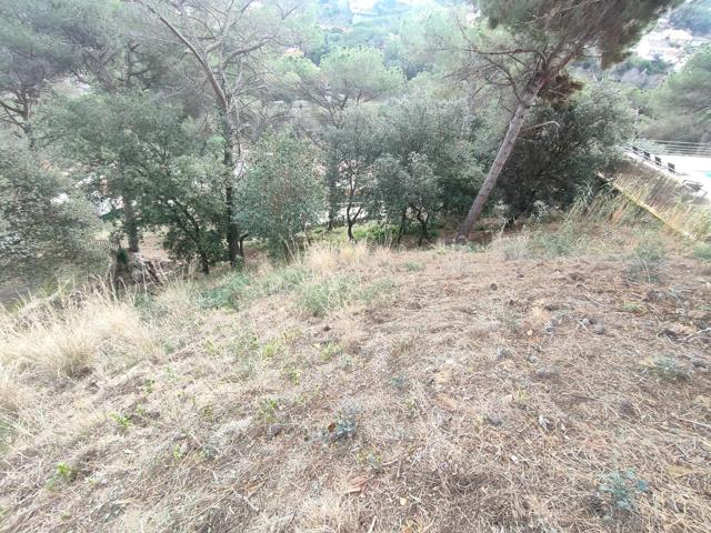 PARCELA URBANA photo 0