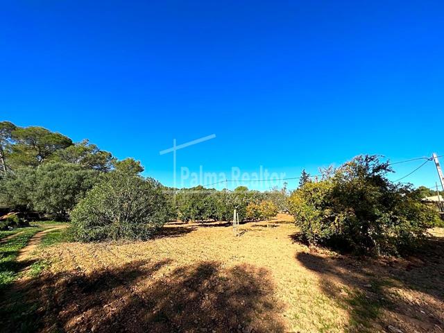 Finca Rústica en venta en Algaida de 16229 m2 photo 0