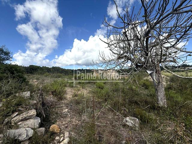 Finca rústica con construcción antigua photo 0