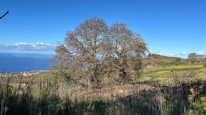 Finca Rustica en Ravelo, El Sauzal photo 0