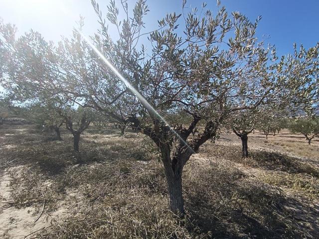 VENTA TERRENO RUSTICO CASTALLA EDIFICABLE CON AGUA photo 0