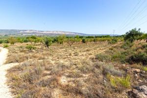PARCELA DE 11.760 M2 A LA VENTA EN BIAR!!! photo 0