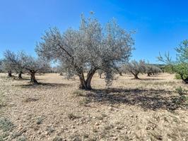 PARCELA DE TIERRA RURAL CON PEQUEÑA PLANTACION DE OLIVOS EN CASTALLA photo 0
