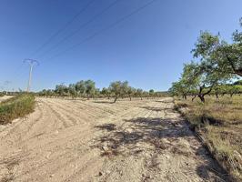 Oportunidad Única en el Puerto de Biar – Finca Rústica de 31.500 m² con Olivos en Producción photo 0