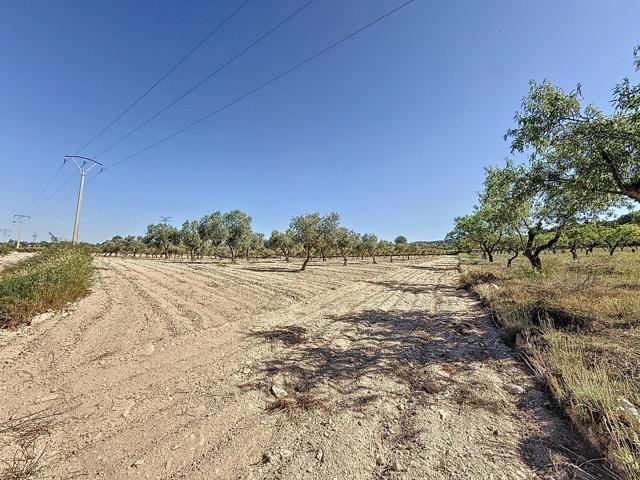 Oportunidad Única en el Puerto de Biar – Finca Rústica de 31.500 m² con Olivos en Producción photo 0