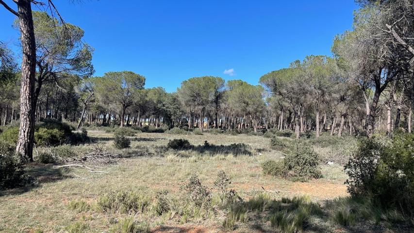 Se vende parcela en Casas Ibáñez photo 0