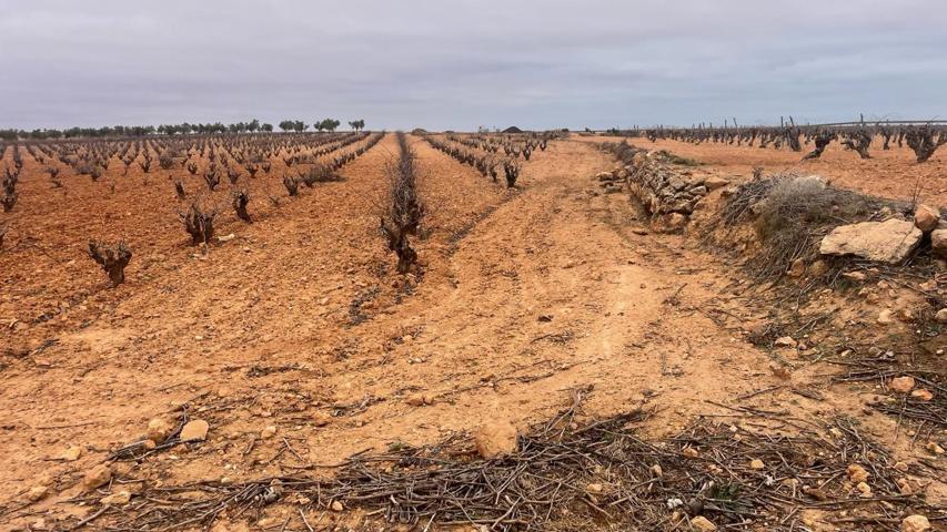 Majuelo de Viña Bobal en venta en Casas Ibáñez, Albacete photo 0