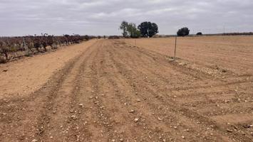 Se venden dos parcelas rústicas de riego en Mahora, Albacete photo 0
