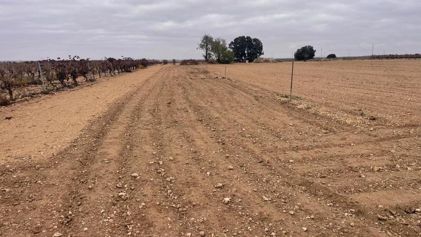 Se venden dos parcelas rústicas de riego en Mahora, Albacete photo 0