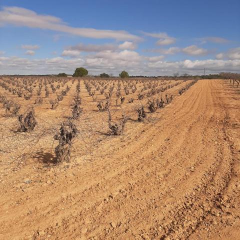 Parcela Rústica de Viñas en venta en Fuentealbilla, Albacete photo 0