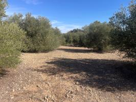Terreno Rústico en venta en Jorquera, Albacete photo 0