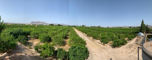 FINCA RUSTICA DE CULTIVO LIMON photo 0