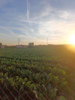 VENTA DE PARCELAS PARA EDIFICAR, OPORTUNIDAD!! LORQUI photo 0