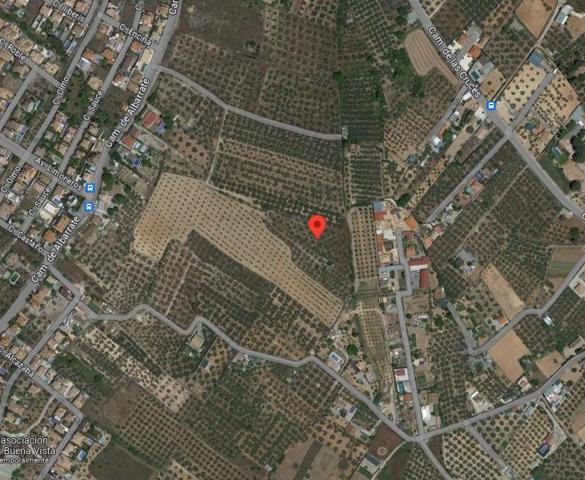 TERRENO CON OLIVOS EN VENTA photo 0