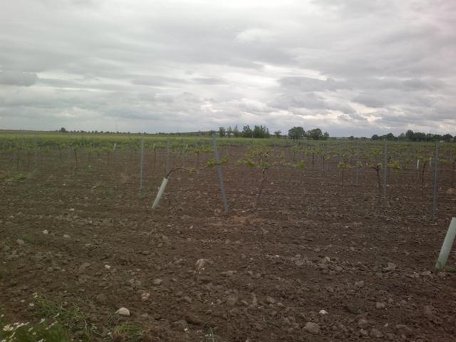 venta de viña emparrada de 11h de macabeo, agua 20.000m3 año photo 0