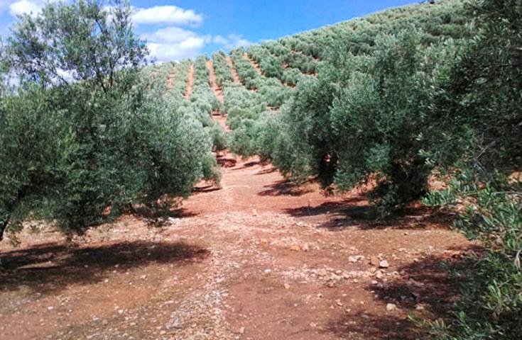Parcela de olivos en Arroyo del Ojanco. photo 0