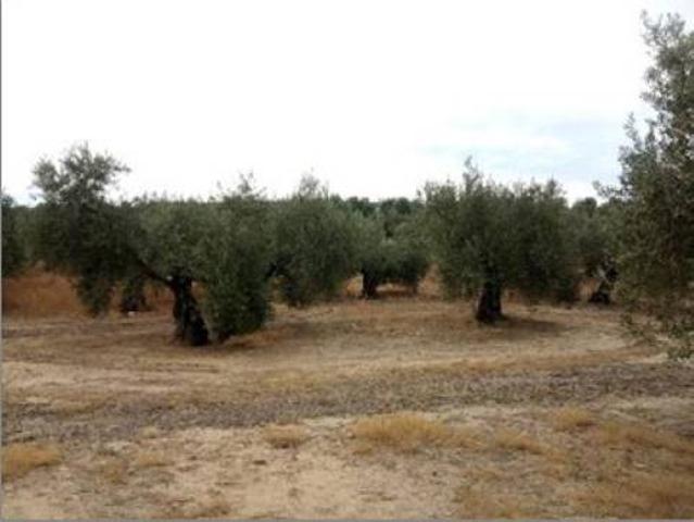Parcela de 11.400 Metros en Lopera photo 0