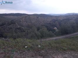 Olivar en Montoro (Córdoba) en plena sierra photo 0