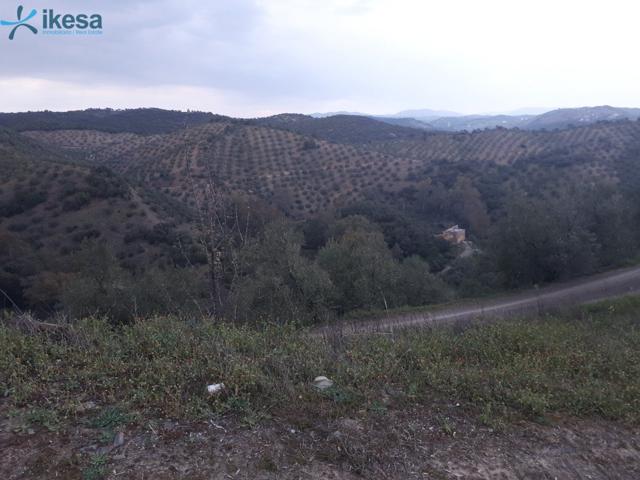 Olivar en Montoro (Córdoba) en plena sierra photo 0