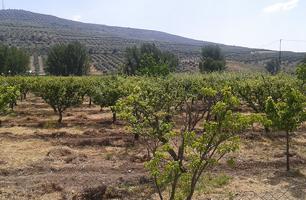 Parcela en Santo Tomé (Jaén) photo 0