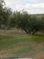 Venta de suelo rústico en Martos (Jaén) photo 0