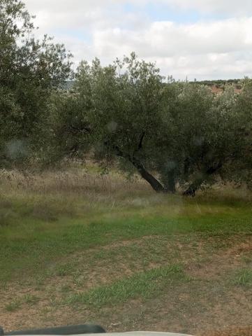 Venta de suelo rústico en Martos (Jaén) photo 0