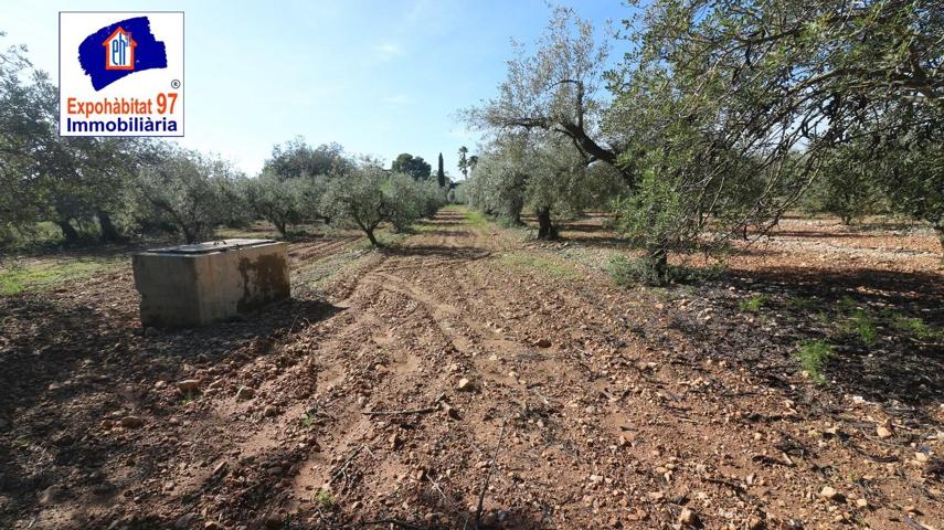 FINCA RUSTICA CON POZO DE AGUA EN MONT-ROIG DEL CAMP photo 0