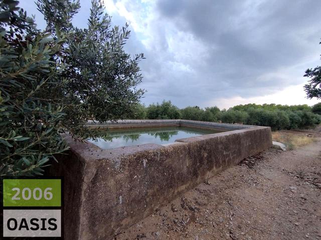 FINCA DE 15.000M2 A 650M DE LA PLAYA photo 0