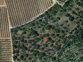Finca rústica de secano de 10.193m² en partida Valldepins, Ulldecona (Tarragona). photo 0