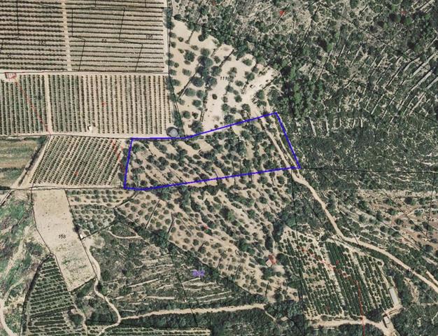 Finca Rústica en venta en Ulldecona de 9675 m2 photo 0