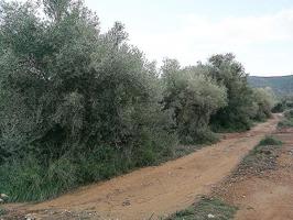 Finca Rústica en venta en Ulldecona de 4946 m2 photo 0