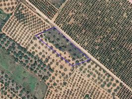 Finca rústica de secano de 4.872m² en la Cogula de Ulldecona (Tarragona). photo 0
