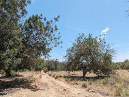 Terreno rústico de secano de 8.039m² en Partida Serra de Godall de Ulldecona (Tarragona). photo 0