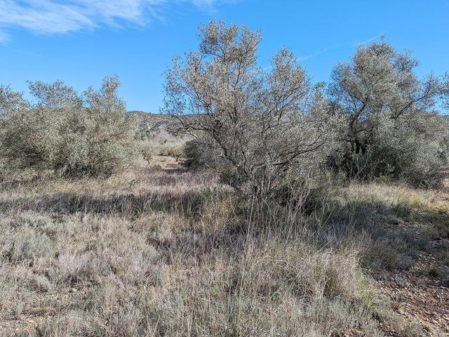Terreno rústico de secano de 2.378m² en Partida La Cogula de Ulldecona (Tarragona). photo 0