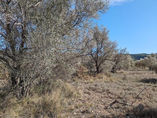 Terreno rústico de secano de 10.633m² en Partida La Cogula de Ulldecona (Tarragona). photo 0