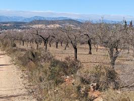 Terreno rústico de secano de 12.130m² en Partida La Cogula de Ulldecona (Tarragona). photo 0