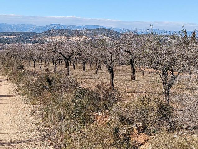 Terreno rústico de secano de 12.130m² en Partida La Cogula de Ulldecona (Tarragona). photo 0