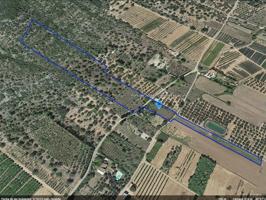 Fincas de cultivo de regadío y secano de un total de 26.155m² en las partidas de Les Crevetes, Pont de Godall y La Llacuna de Ulldecona (Tarragona). photo 0