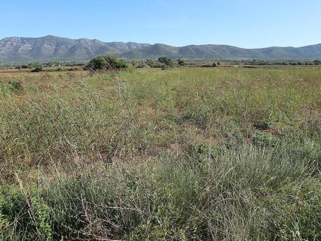 Finca de cultivo de regadío de 4.433m² en Partida La Llacuna de Ulldecona (Tarragona). photo 0