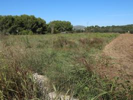 Terreno rustico de regadío con vistas al rio Sénia, con 2.641m² en la partida Les Tortes de Ulldecona. photo 0