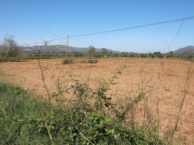 Terreno rustico de secano en zona del Polígono Industrial de Valldepins, con 6.081m² en la partida Les Bassoles de Ulldecona (Tarragona). photo 0