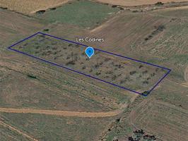 Terreno rustico de secano de 3.256m² en Partida Codines de Ulldecona (Tarragona). photo 0