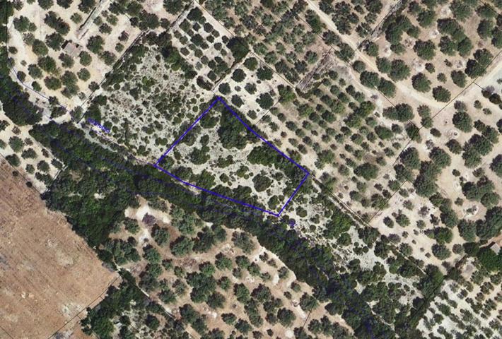 Finca Rústica en venta en Ulldecona de 3142 m2 photo 0