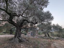 Finca rústica de secano de 15.069 m² ubicada en la Partida Fosetes, en el municipio de Freginals (Tarragona). photo 0