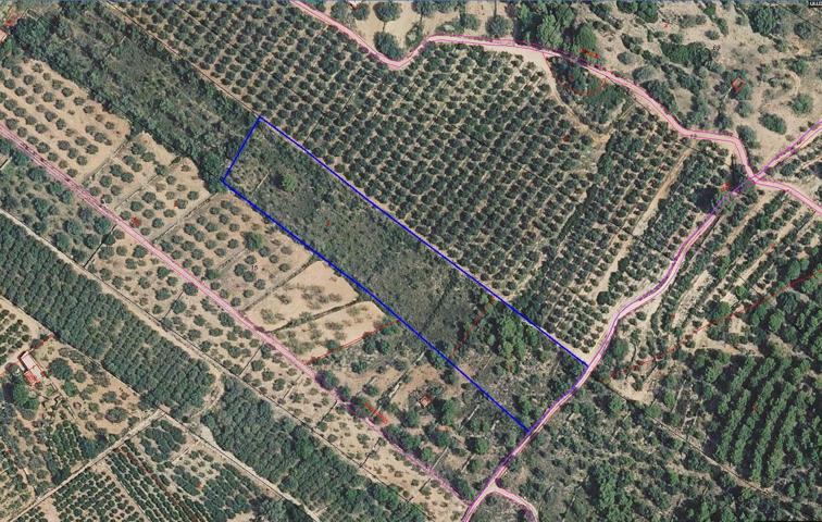 Finca rústica de secano de 9.189 m² ubicada en la Partida Bassoles, en el municipio de Ulldecona (Tarragona). photo 0