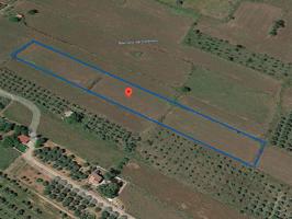 Finca rústica de regadío de 7.427m² en partida Les Codines de Ulldecona (Tarragona). photo 0