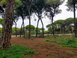 Terreno Urbanizable En venta en Centenales, 0, Hinojos photo 0