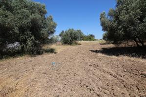 FINCA de Secano en Aljaraque REF-7170 PRECIO: 60.000 € photo 0