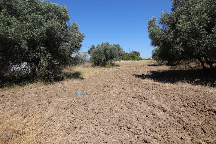 FINCA de Secano en Aljaraque REF-7170 PRECIO: 60.000 € photo 0