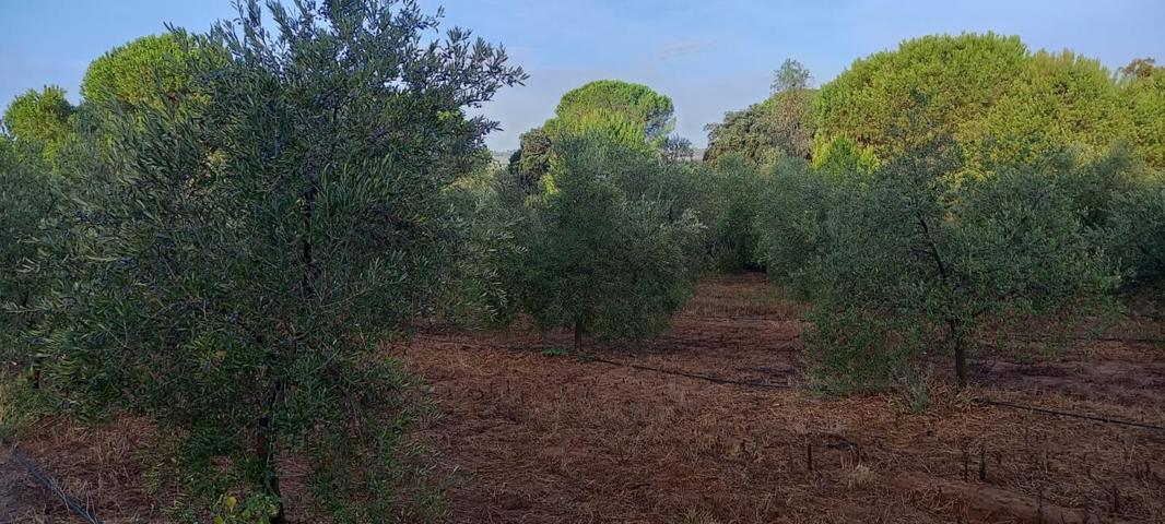 REF-7461-MAGNIFICA PARCELA EN GIBRALEON -98000 € 9️⃣8️⃣0️⃣0️⃣0️⃣🌴🌴🌳 photo 0